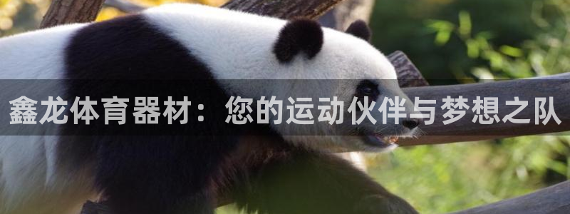 耀世圣主:鑫龙体育器材:您的运动伙伴与梦想之队